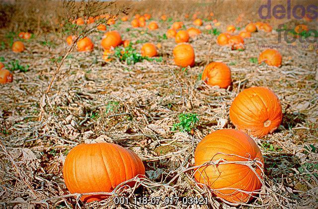 Kürbis, Feld im Herbst